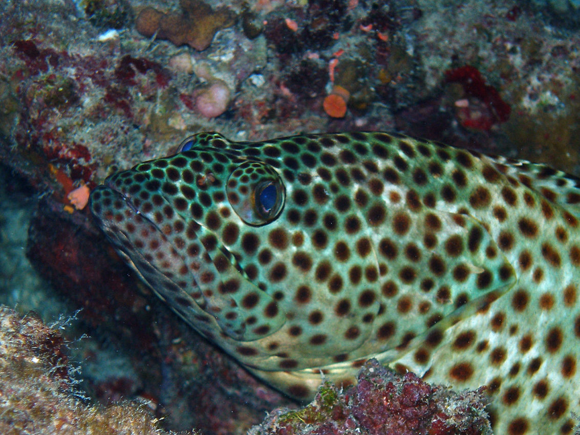 Epinephelus tauvina (Cernia viscida)